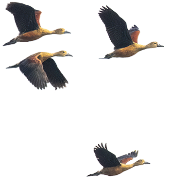 Make-it-Compelling-hero-birds-left2