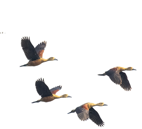 Make-it-Compelling-hero-birds-right2