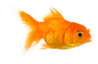 Make-it-Compelling-hero-fish-left