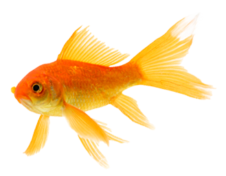 Make-it-Compelling-hero-fish-right